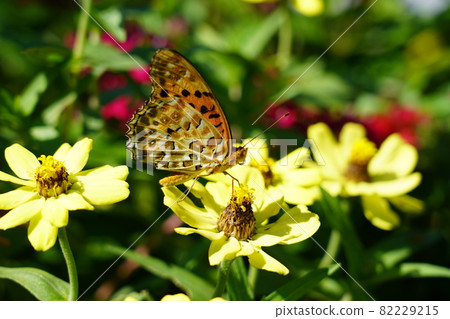 Zuma giuna Zuma giuna 82229215