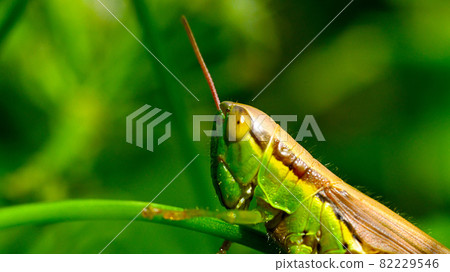 Resting locusts on the leaves Resting locusts on the leaves 82229546
