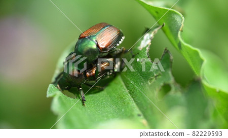 Mating of scarab beetles Mating of scarab beetles 82229593