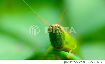 Resting locusts on the leaves Resting locusts on the leaves 82229617
