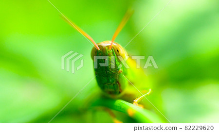 Resting locusts on the leaves Resting locusts on the leaves 82229620