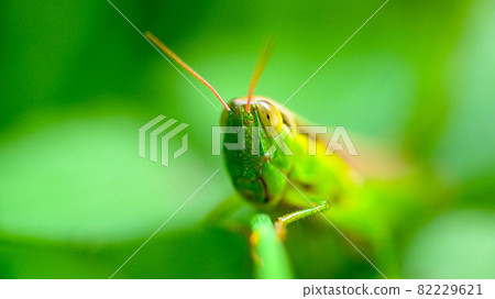 Resting locusts on the leaves Resting locusts on the leaves 82229621