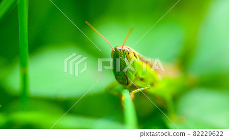 Resting locusts on the leaves Resting locusts on the leaves 82229622
