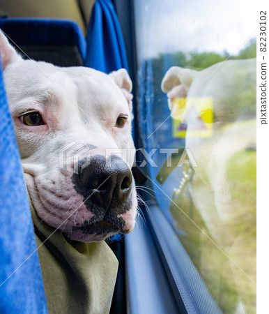 The white bull terrier is looking from a window at bus. The white bull terrier is looking from a window at bus. 82230102