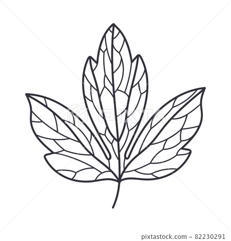 Hand Drawn Autumn Leaf Contour or Outline Vector Illustration Hand Drawn Autumn Leaf Contour or Outline Vector Illustration 82230291