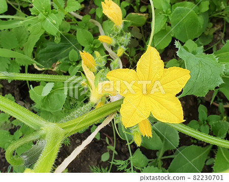 Yellow cucumber flower, close-up.  Plants in the greenhouse, vegetarian food, top view. 82230701