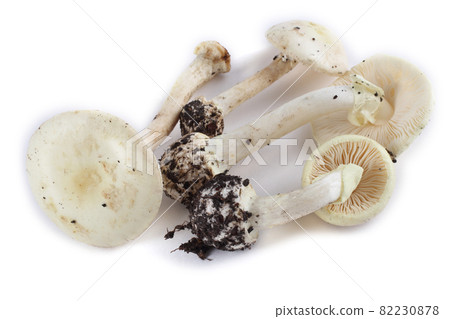 Amanita verna (destroying angel, mushroom fool, fool's mushroom). Deadly poisonous mushroom 82230878