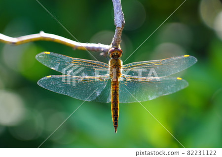 Ushubitimbo 82231122