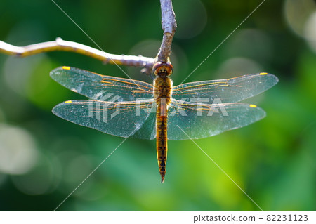 Ushubitimbo 82231123