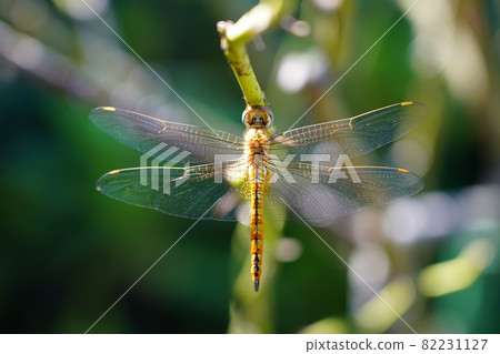 Ushubitimbo 82231127