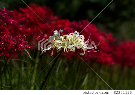 White cluster amaryllis White cluster amaryllis 82231136