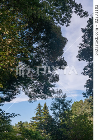 樹木和夏天的天空 82231182
