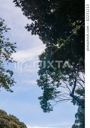 樹木和夏天的天空 82231213