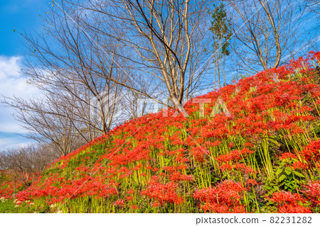 [Mitoyo City, Kagawa Prefecture] Lake Hozan in autumn when cluster amaryllis is in full bloom 82231282