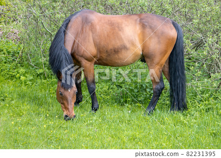 Thoroughbred horse grazes on a green field. Thoroughbred horse grazes on a green field. 82231395