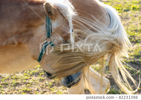 The portrait of a haflinger horse with a tail beside to a standing horse The portrait of a haflinger horse with a tail beside to a standing horse 82231398