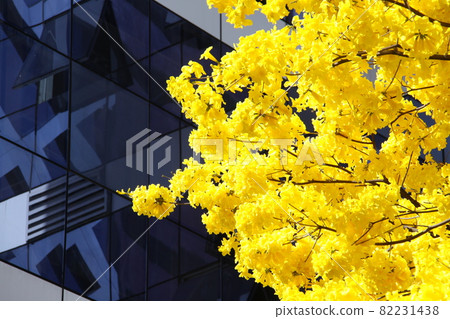 巴西國花 Ipe 盛開在聖保羅市 巴西國花 Ipe 盛開在聖保羅市 82231438