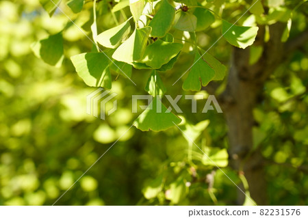 Young leaves of ginkgo biloba Young leaves of ginkgo biloba 82231576