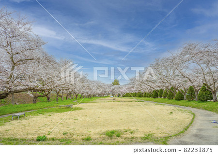 櫻花盛開的公園 櫻花盛開的公園 82231875