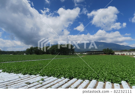 Vegetable farms in Nobeyama 82232111