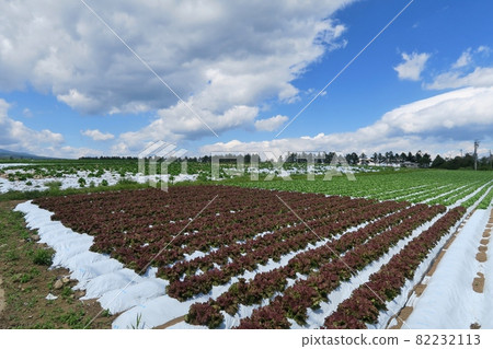 Vegetable farms in Nobeyama 82232113
