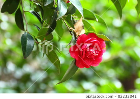 It blooms durably in the severe winter It blooms durably in the severe winter 82232841