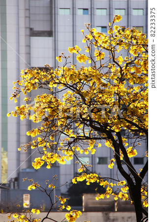 Brazilian national flower Ipe blooming in the city of São Paulo Brazilian national flower Ipe blooming in the city of São Paulo 82233375