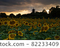 Sunflower field dusk, Bitchū Kokubunji, Soja City, Okayama Prefecture 82233409