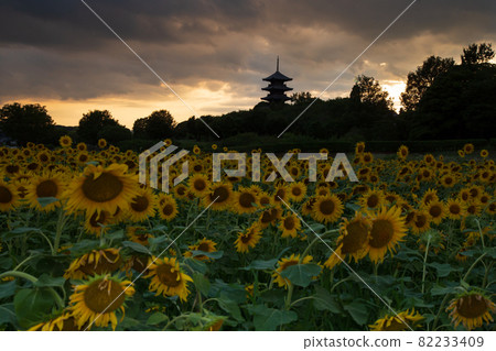 Sunflower field dusk, Bitchū Kokubunji, Soja City, Okayama Prefecture 82233409