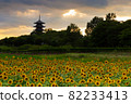 Sunflower field dusk, Bitchū Kokubunji, Soja City, Okayama Prefecture 82233413