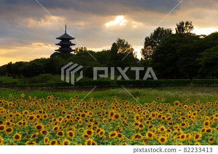 岡山縣總社市備中國分寺向日葵田的黃昏 82233413