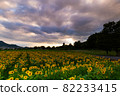 Sunflower field dusk, Bitchū Kokubunji, Soja City, Okayama Prefecture 82233415