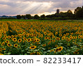 Sunflower field dusk, Bitchū Kokubunji, Soja City, Okayama Prefecture 82233417