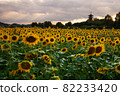 Sunflower field dusk, Bitchū Kokubunji, Soja City, Okayama Prefecture 82233420