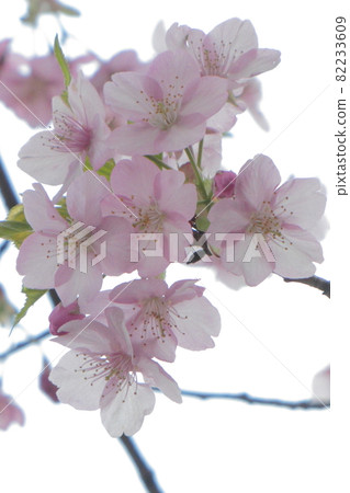 Blooms in bright pink 82233609