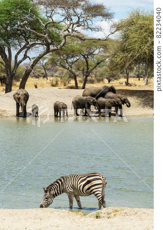 A herd of zebras and elephants drinking water at the beautiful waters of Tarangire National Park in Tanzania A herd of zebras and elephants drinking water at the beautiful waters of Tarangire National Park in Tanzania 82234040
