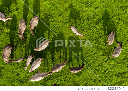 Drone flying over various brown white mustangs and their shadows on meadow and graze grass on farmland. Aerial view. Group of animals on pasture. Rural scene. Endangered free families of wild horse Drone flying over various brown white mustangs and their shadows on meadow and graze grass on farmland. Aerial view. Group of animals on pasture. Rural scene. Endangered free families of wild horse 82234041