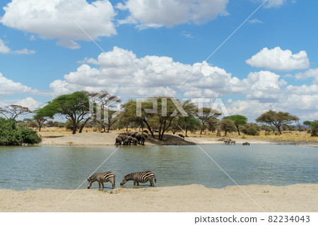 Wild animals drinking water under the beautiful blue sky of Tarangire National Park in Tanzania 82234043