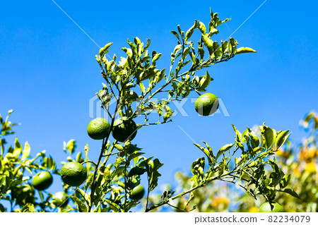 Saitama Prefecture Flower and Greenery Promotion Center Natsumikan and Blue Sky 82234079