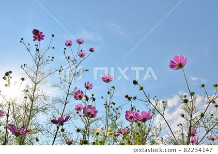 Transparent cosmos in the sky, Ibaraki 82234147