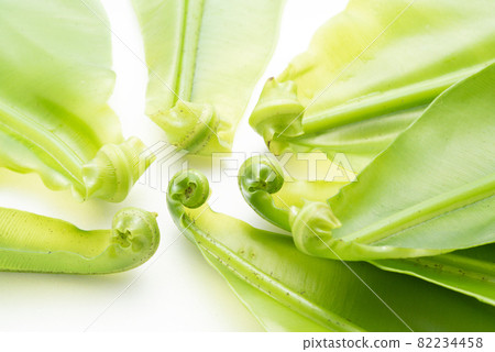 Okinawan ingredients Asplenium antiquum 82234458