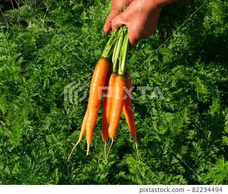 Eco carrot harvest in kitchen garden. Carrot in farmer hands 82234494