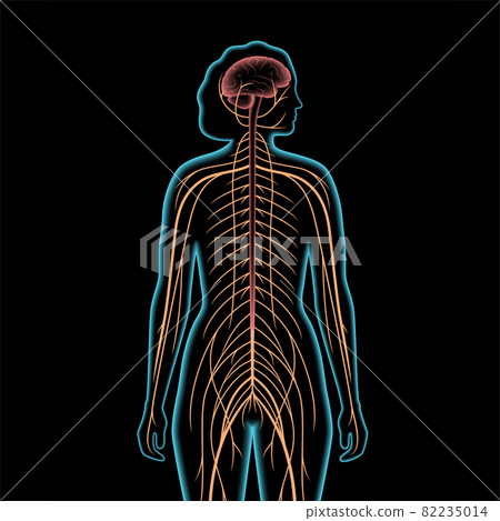 Central nervous system 82235014