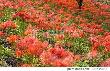 [Mitoyo City, Kagawa Prefecture] Lake Hozan in autumn when cluster amaryllis is in full bloom 82235038