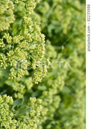 Orpine Orpine 82235086