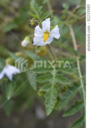 Sticky nightshade 82235095