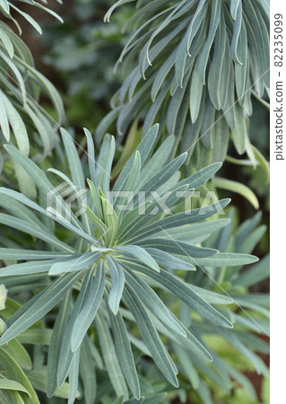 Wulfens spurge Wulfens spurge 82235099