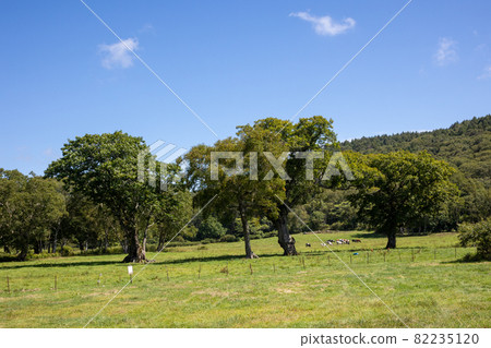 Kayanodairakogen, Kijimadaira Village, Nagano Prefecture Kayanodairakogen, Kijimadaira Village, Nagano Prefecture 82235120