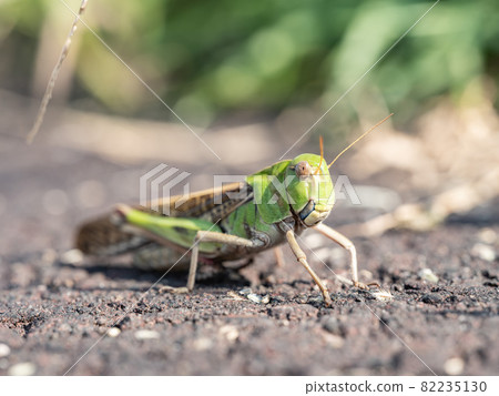 [Insects] Migratory locust 82235130