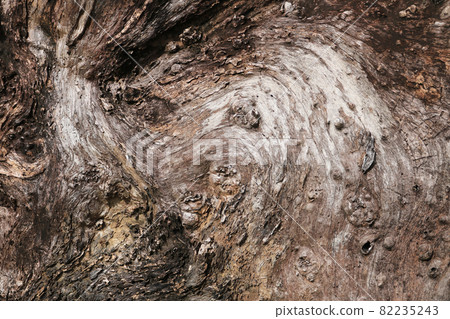 tree stump texture tree stump texture 82235243